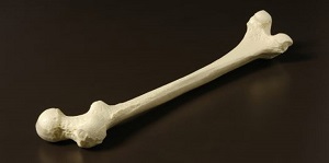 استخوان‌ها مفاصل و ماهیچه‌ها