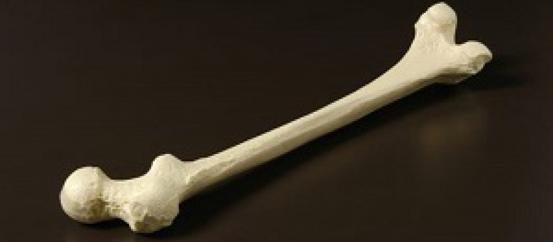 استخوان‌ها مفاصل و ماهیچه‌ها
